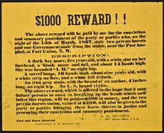 $1000 reward!! The above reward will be paid by me for the conviction and summary punishment of the party or parties, who, on the night of the 13th of...