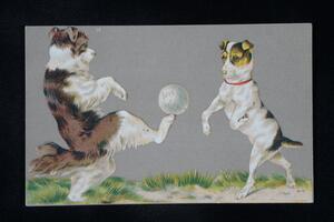 Dogs playing soccer