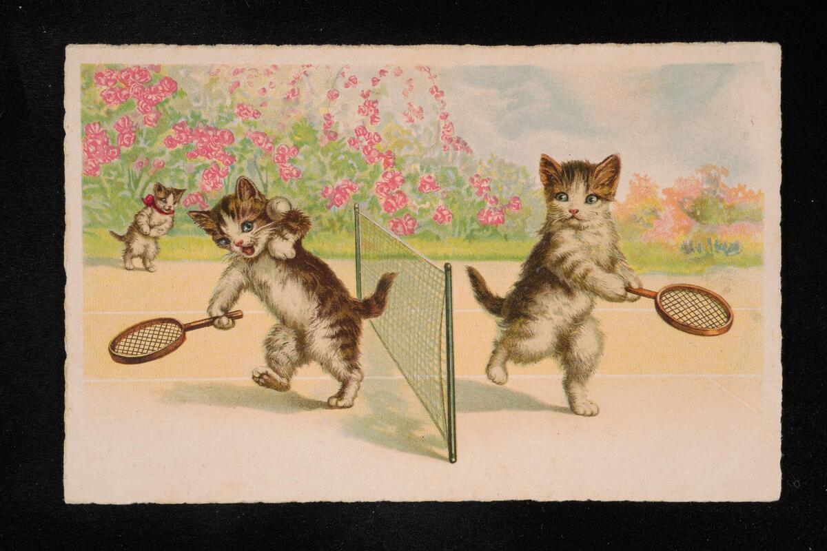 Cats playing tennis