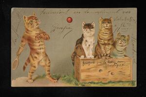 Cats playing tennis