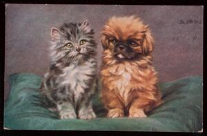 Domestic Pets